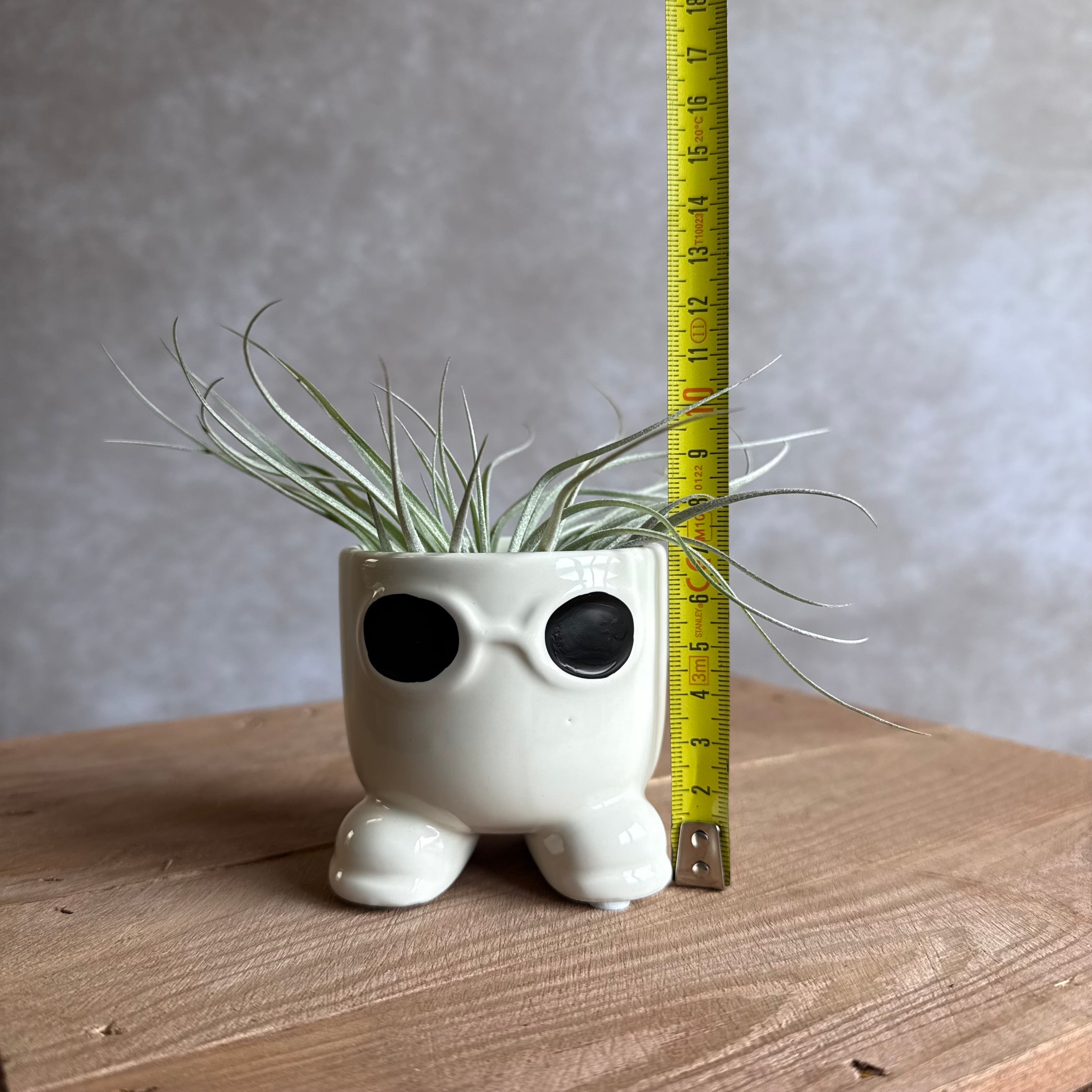 Airplants kopen? Unieke airplants en accessoires – Airplantshop