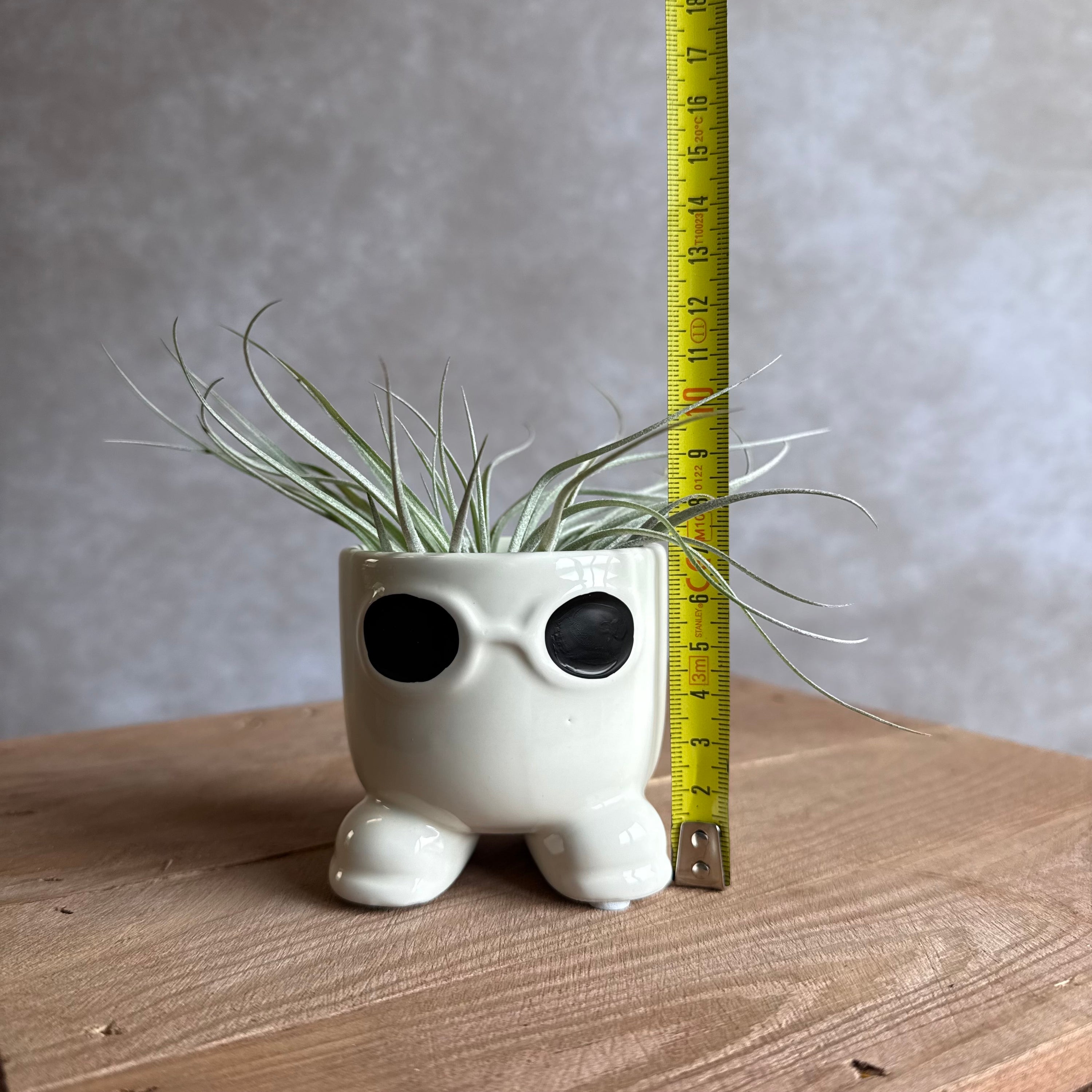 Mister sunglasses + airplant