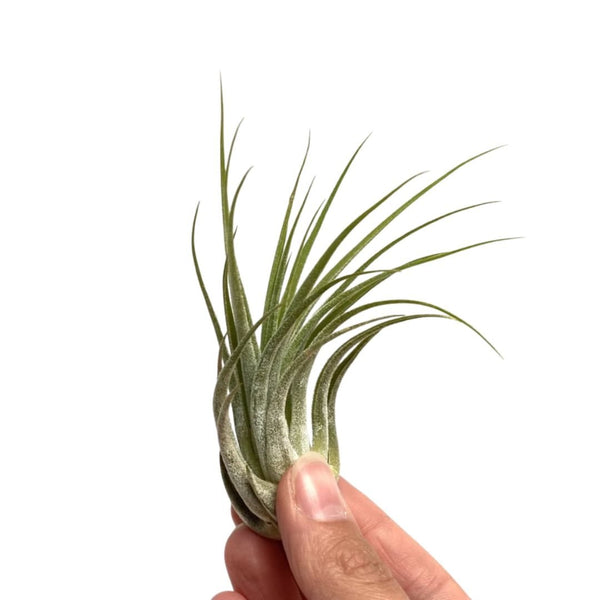 Tillandsia Ionantha Scaposa