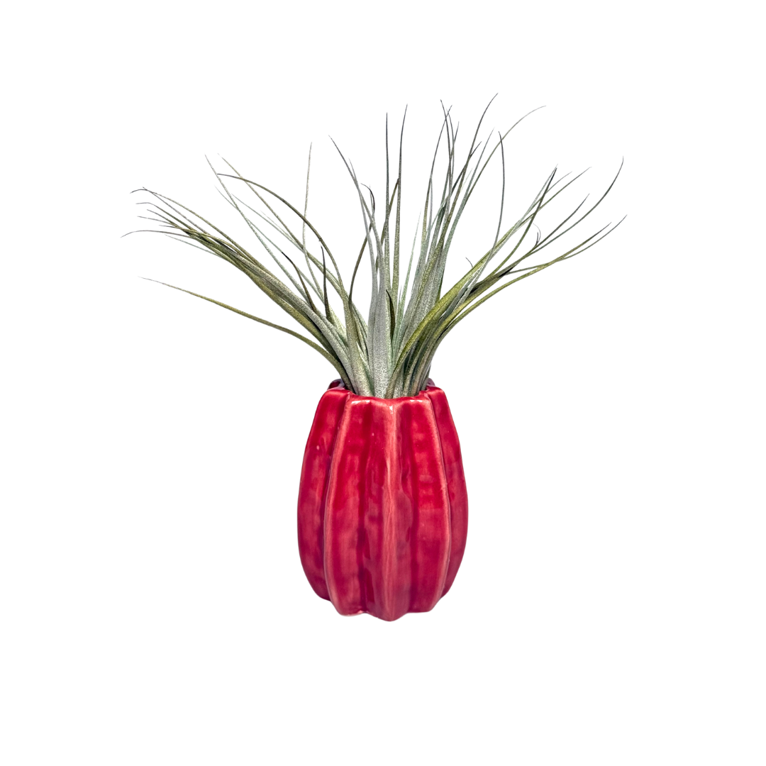 Rode Carambola met Airplant