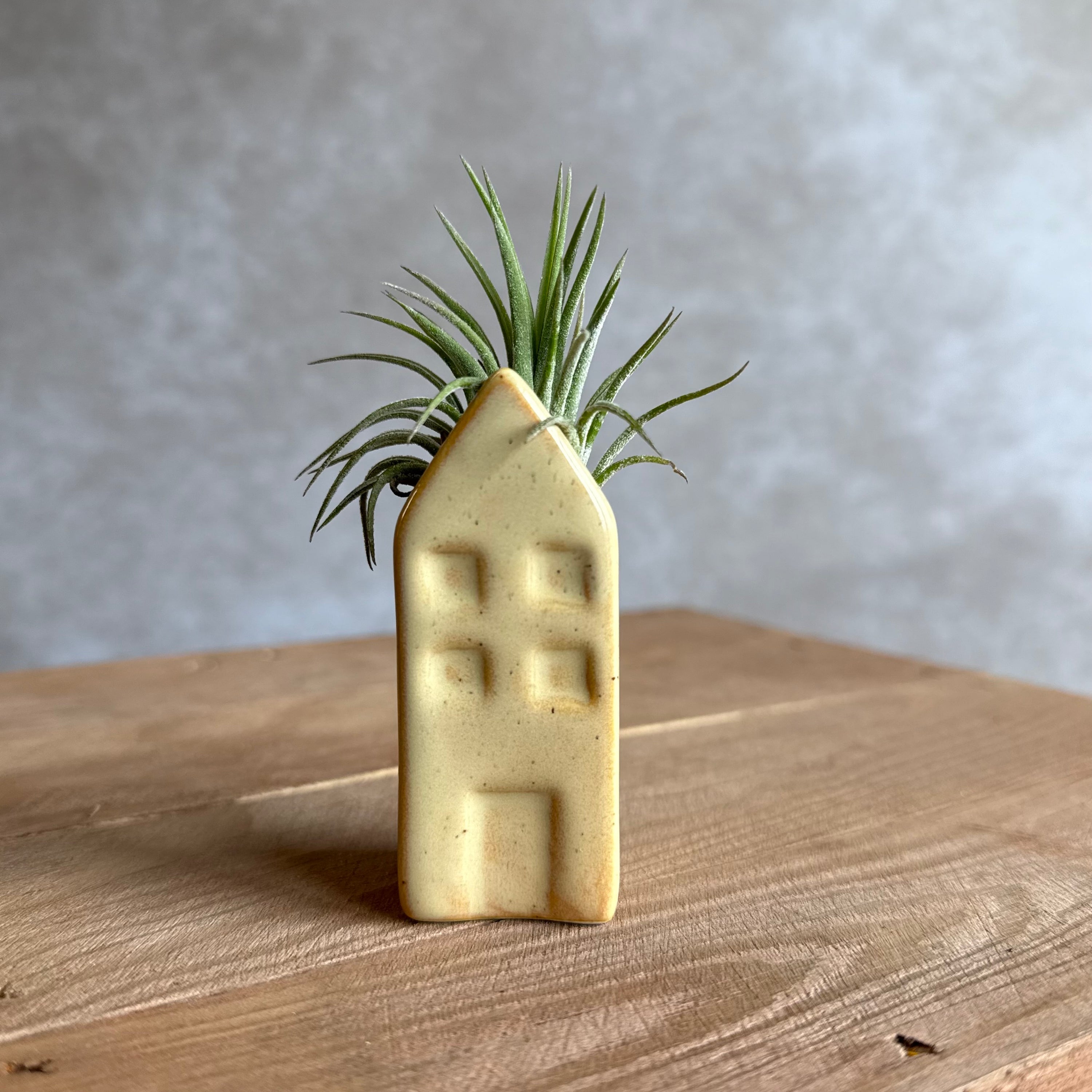 Grachtenpandje + airplant