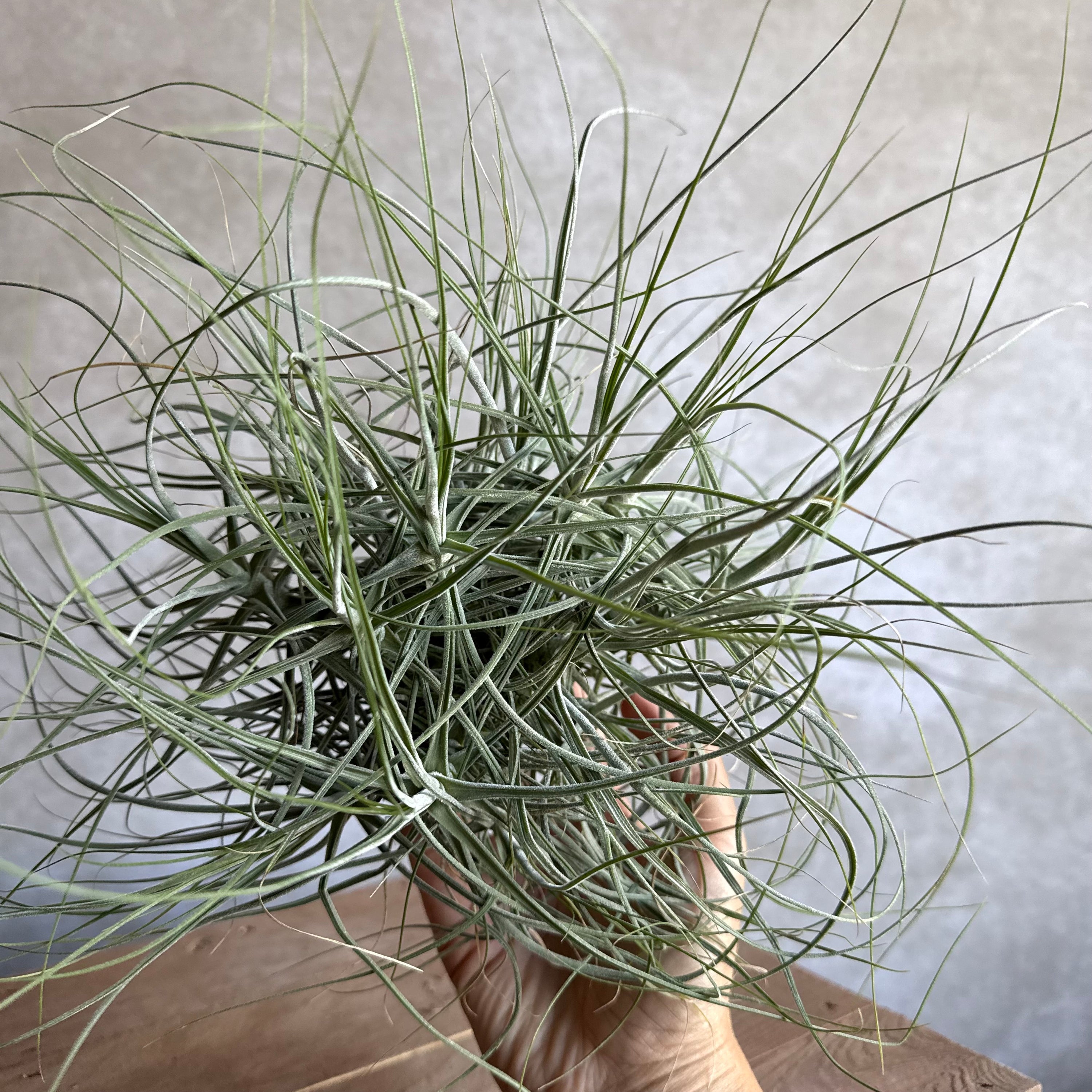 Tillandsia schiedeana XXL
