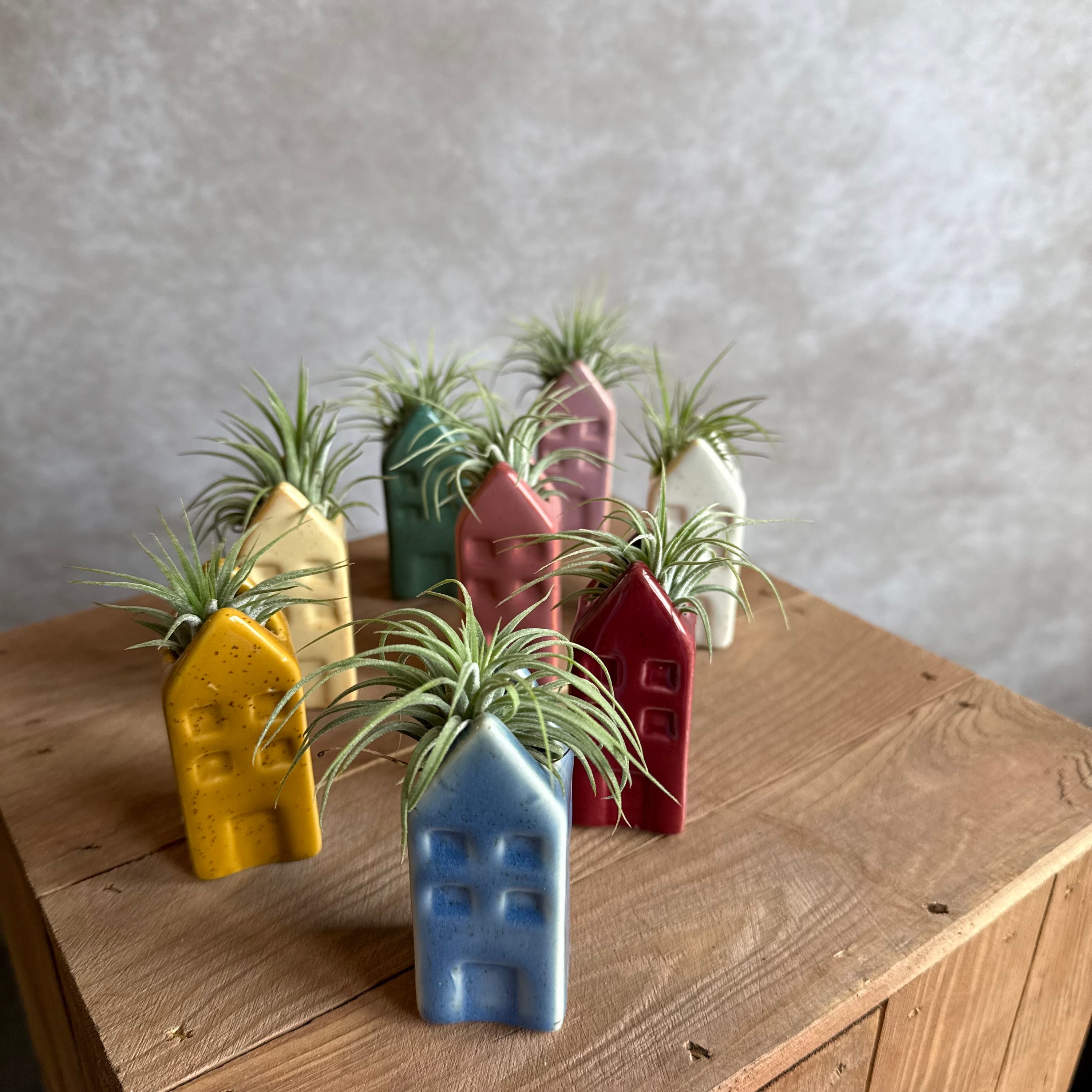 Grachtenpandje + airplant