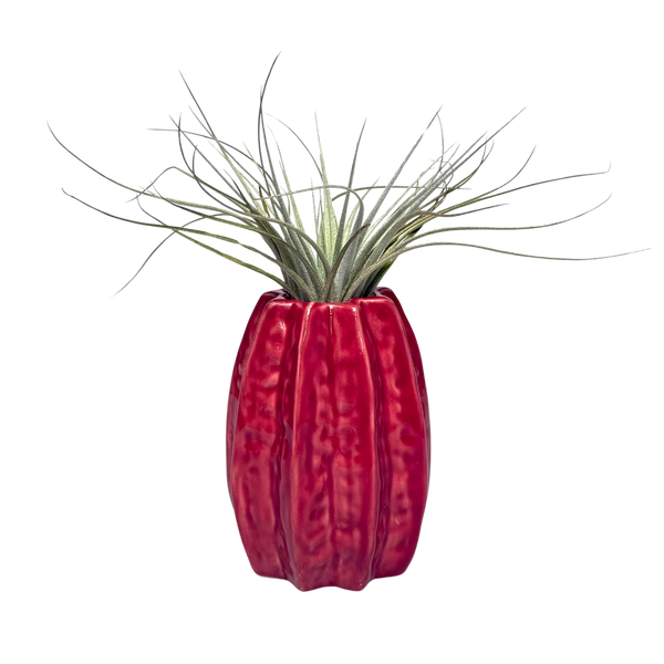 rode carambola airplant