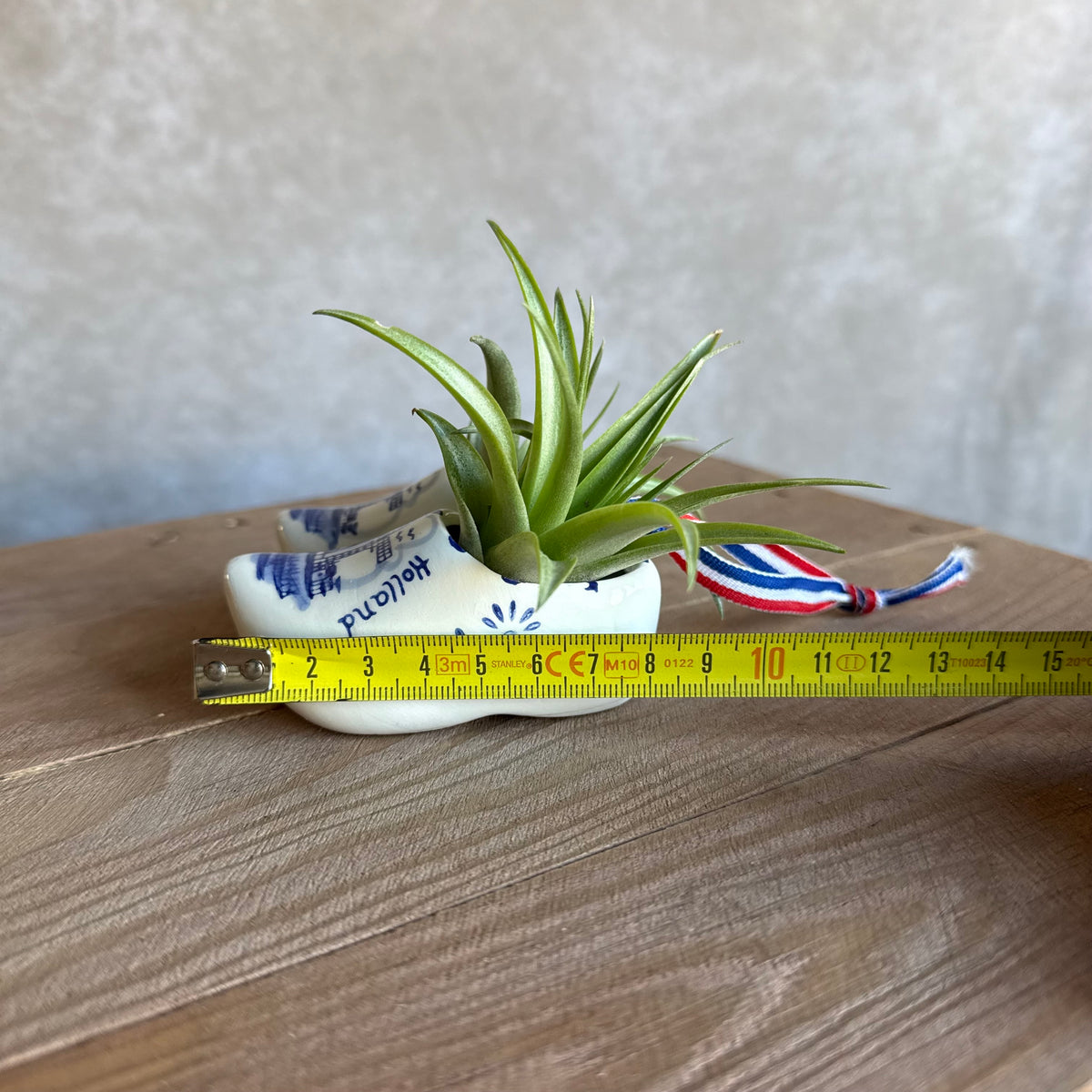 Klompen 8cm met airplant