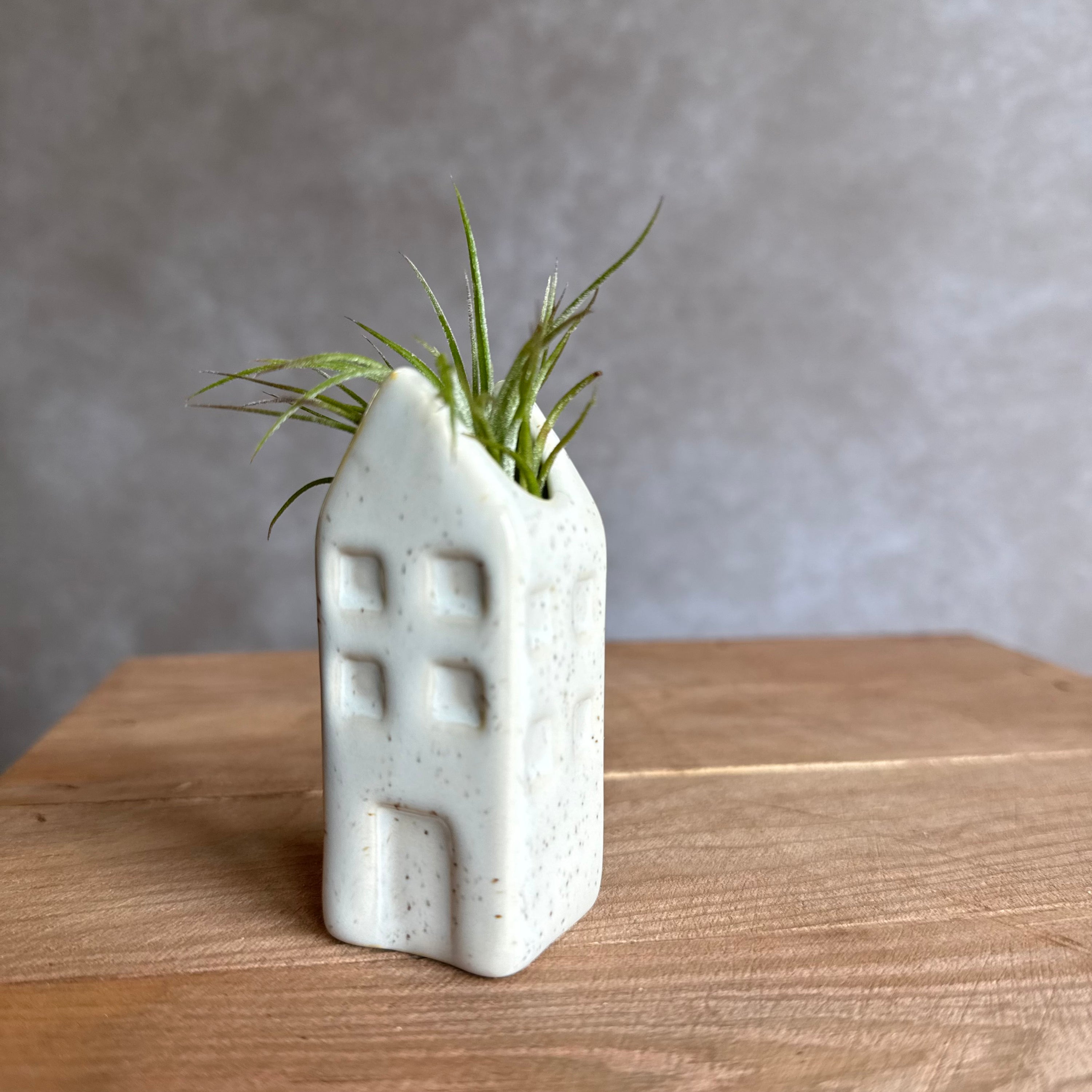 Grachtenpandje + airplant