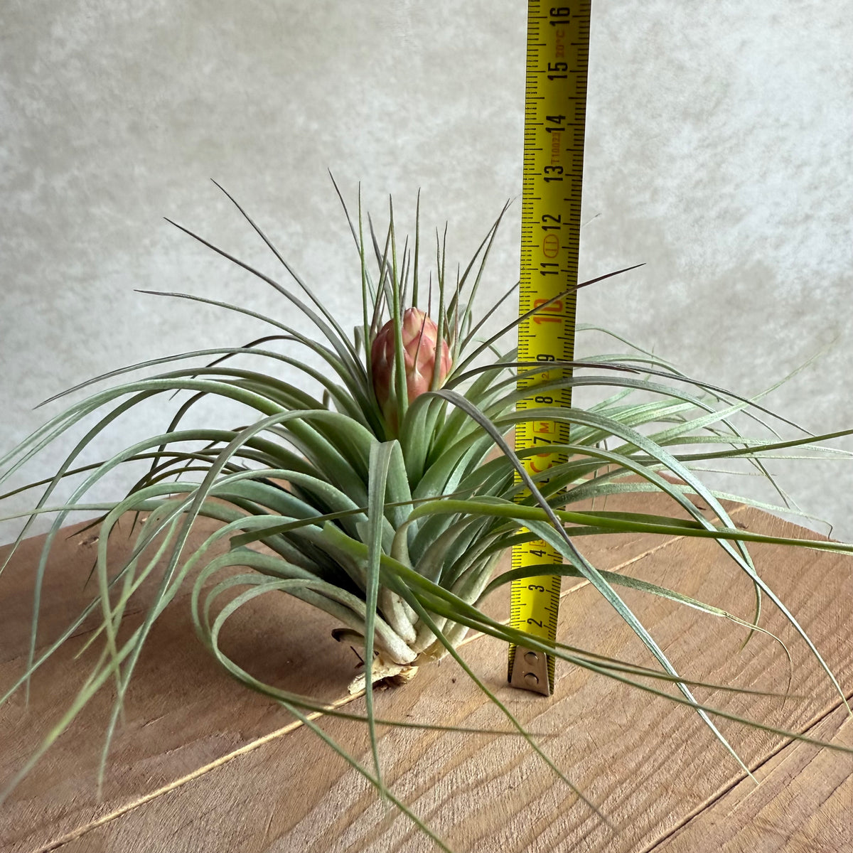 Tillandsia cotton candy (Hybride)