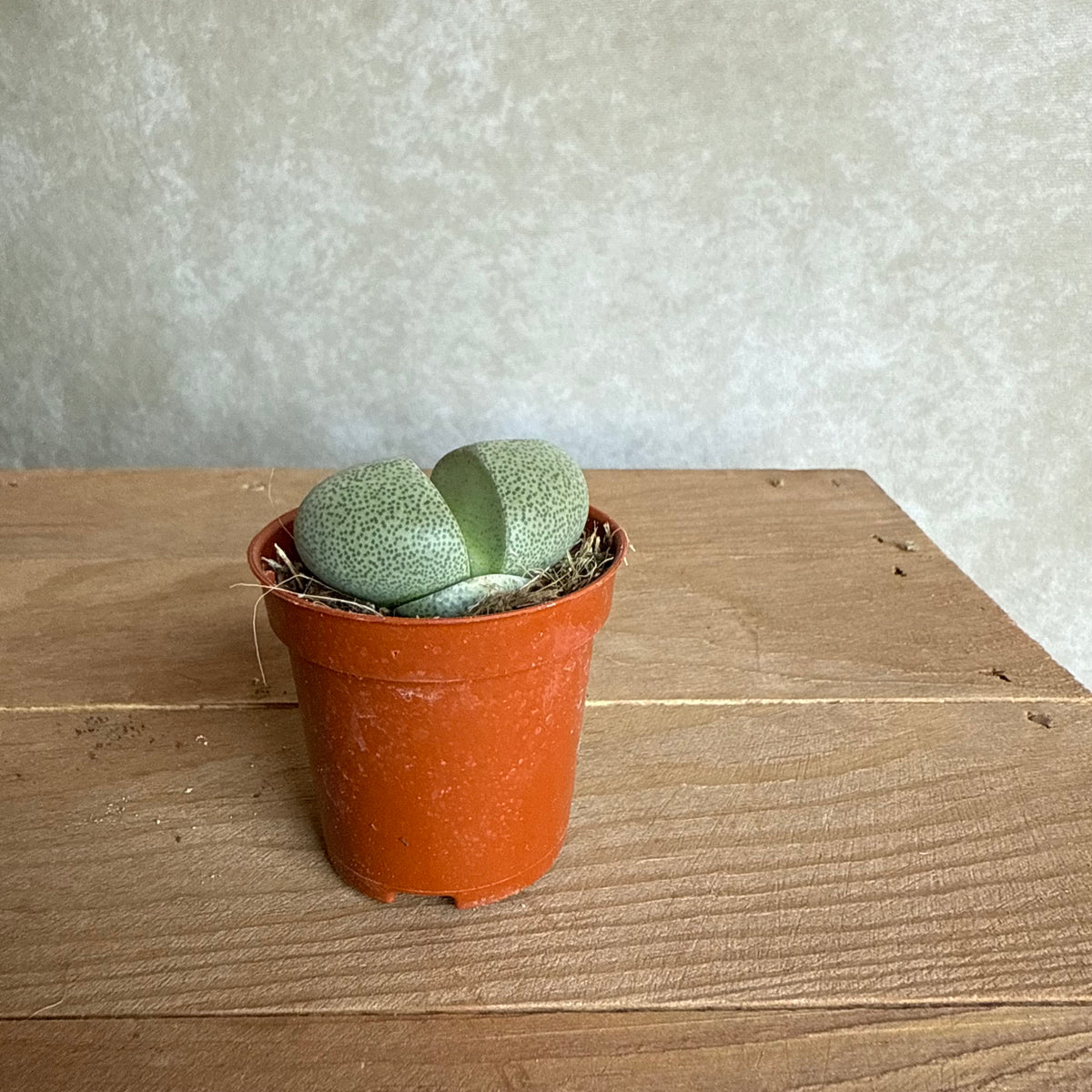Lithops Pleiospilos nelii
