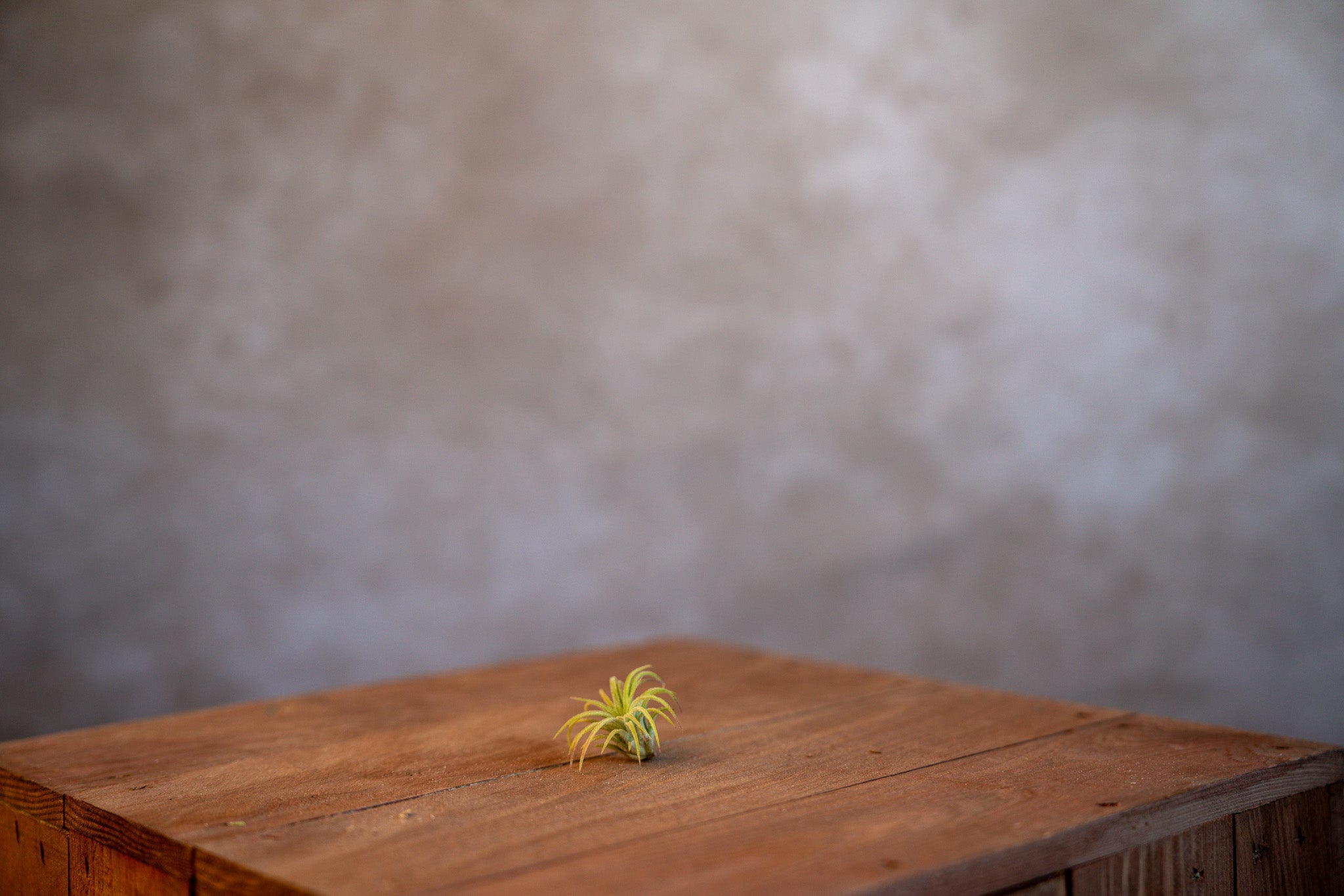 Tillandsia Ionantha Fuego