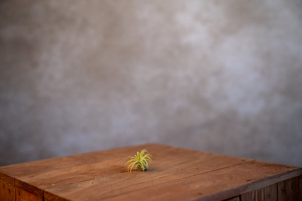 Tillandsia Ionantha Fuego