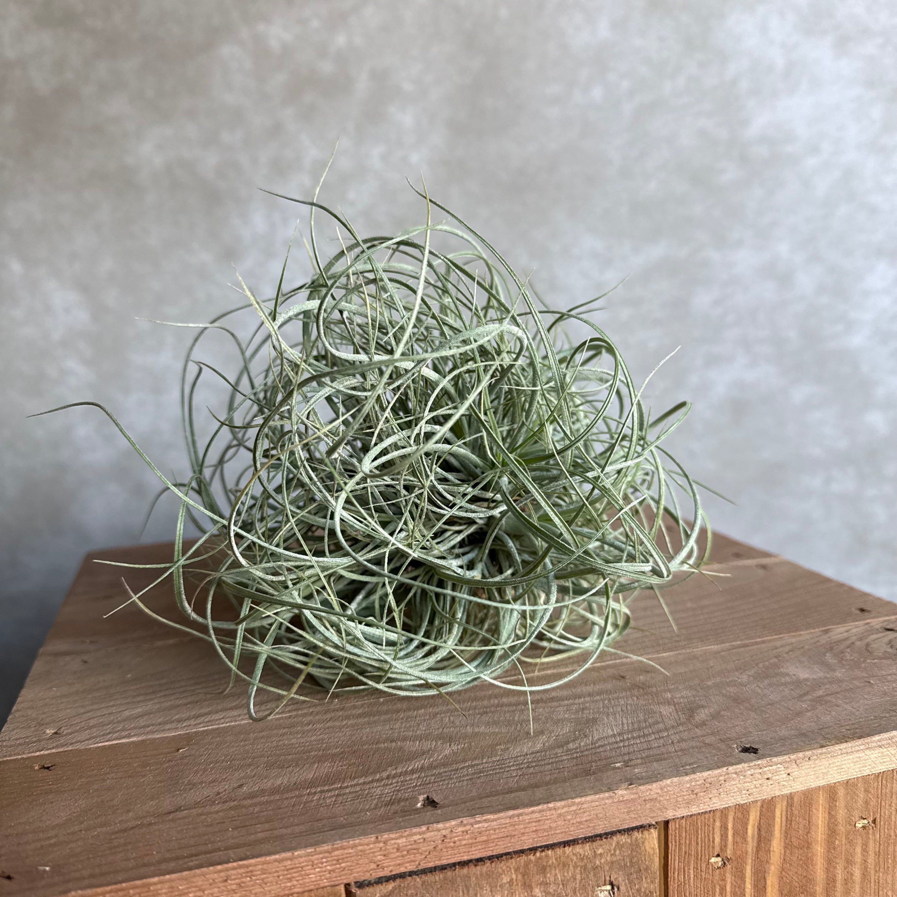 Tillandsia rectifolia cluster