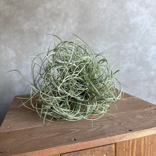 Tillandsia rectifolia cluster