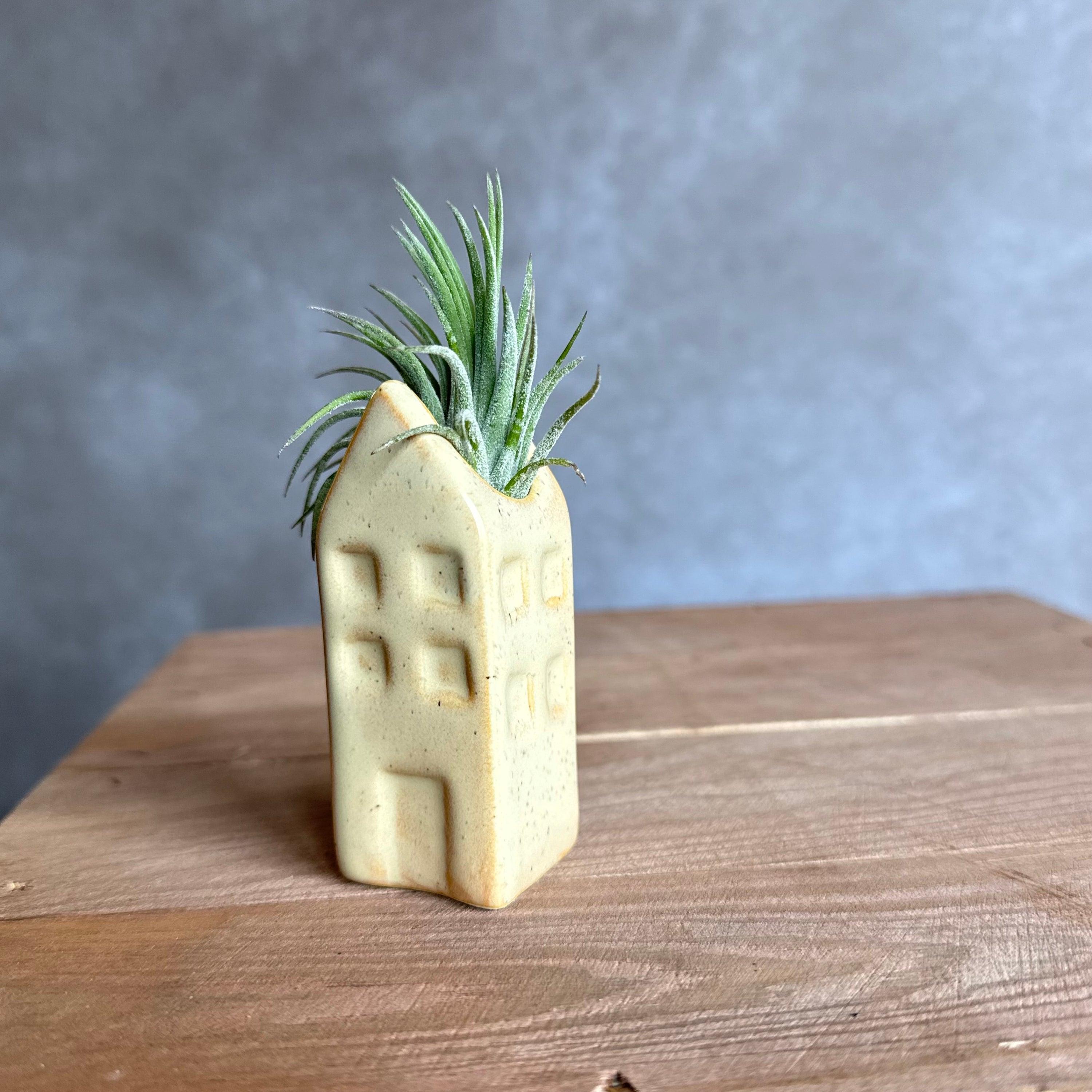 Grachtenpandje + airplant