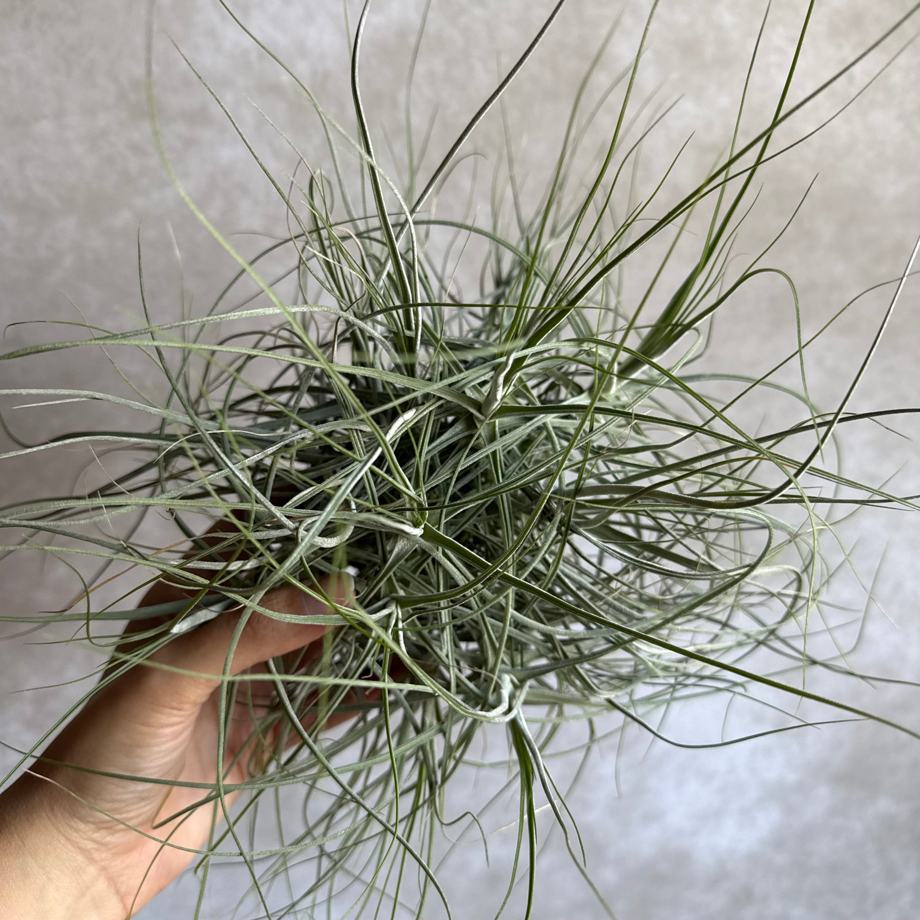 Tillandsia schiedeana XXL