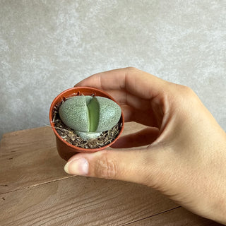 Lithops Pleiospilos nelii