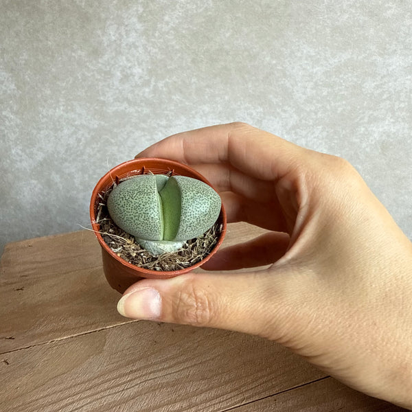 Lithops Pleiospilos nelii