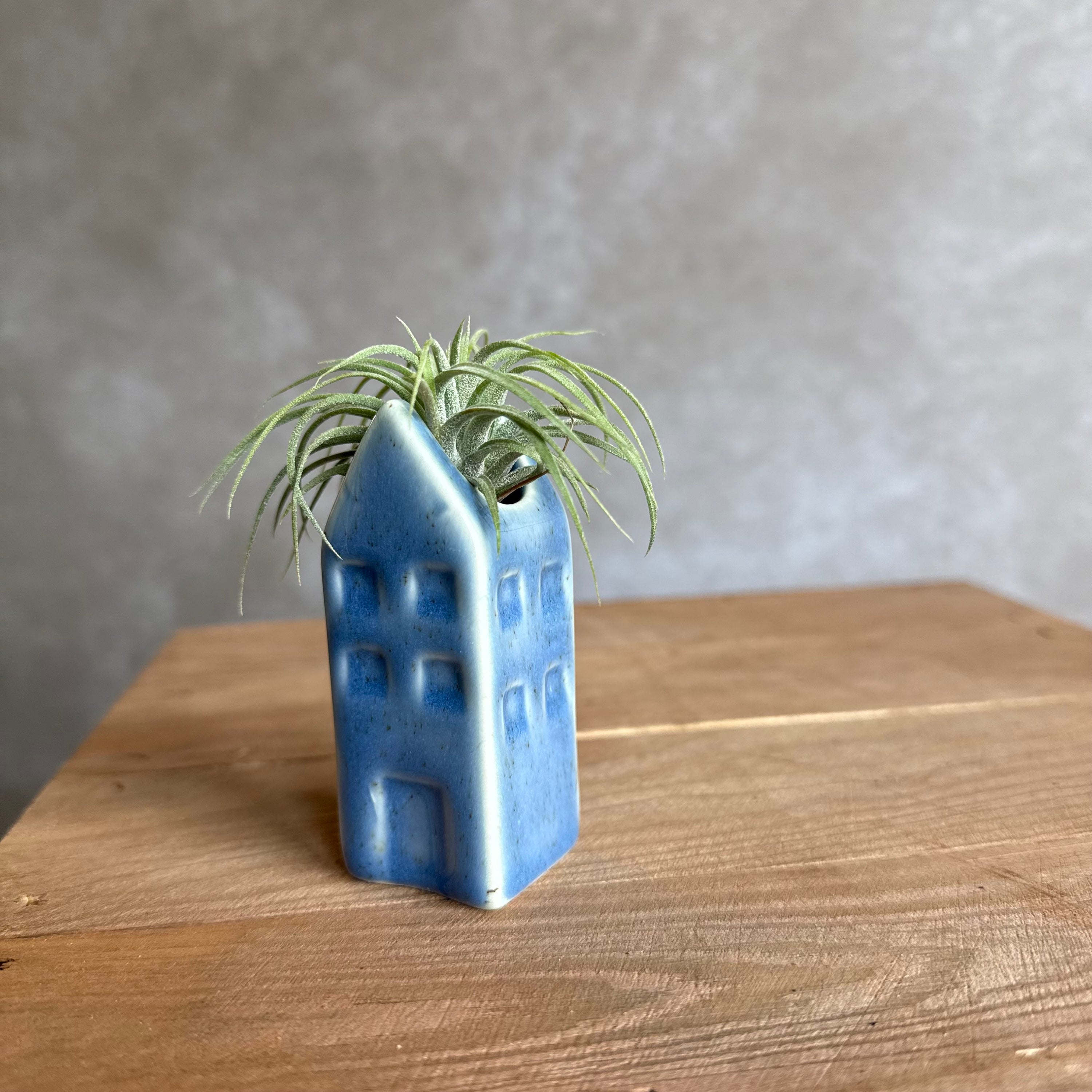 Grachtenpandje + airplant