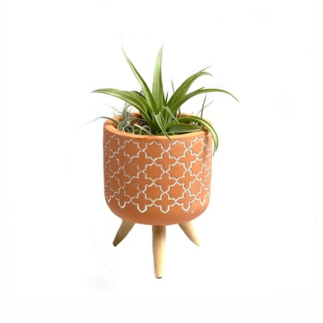 Cementpotje met plusjes patroon en Tillandsia