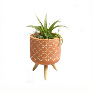 Cementpotje met plusjes patroon en Tillandsia