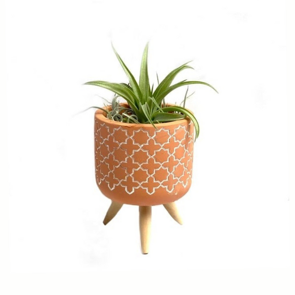 Cementpotje met plusjes patroon en Tillandsia