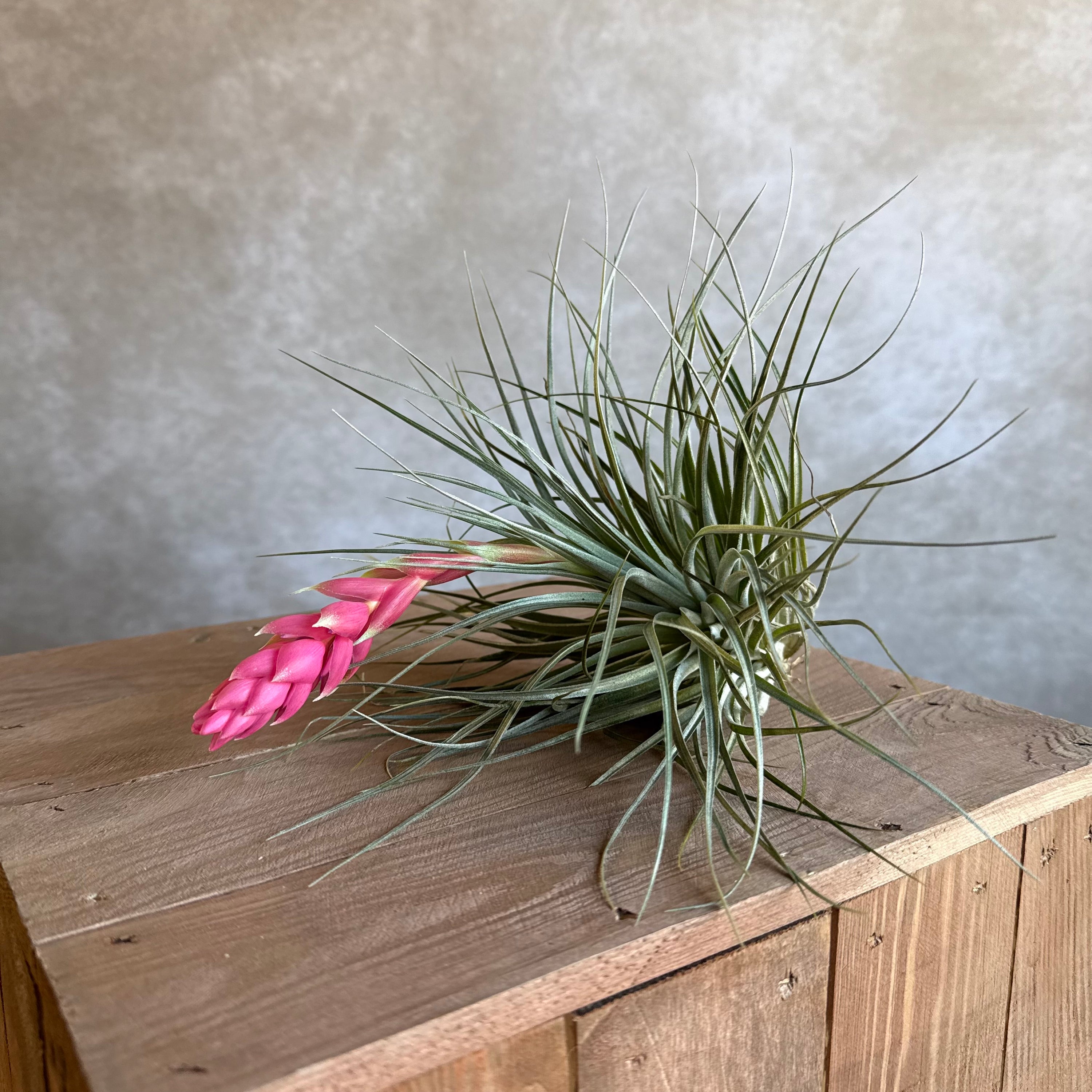 houston dark pink air plant Tillandsia houston – Airplantshop