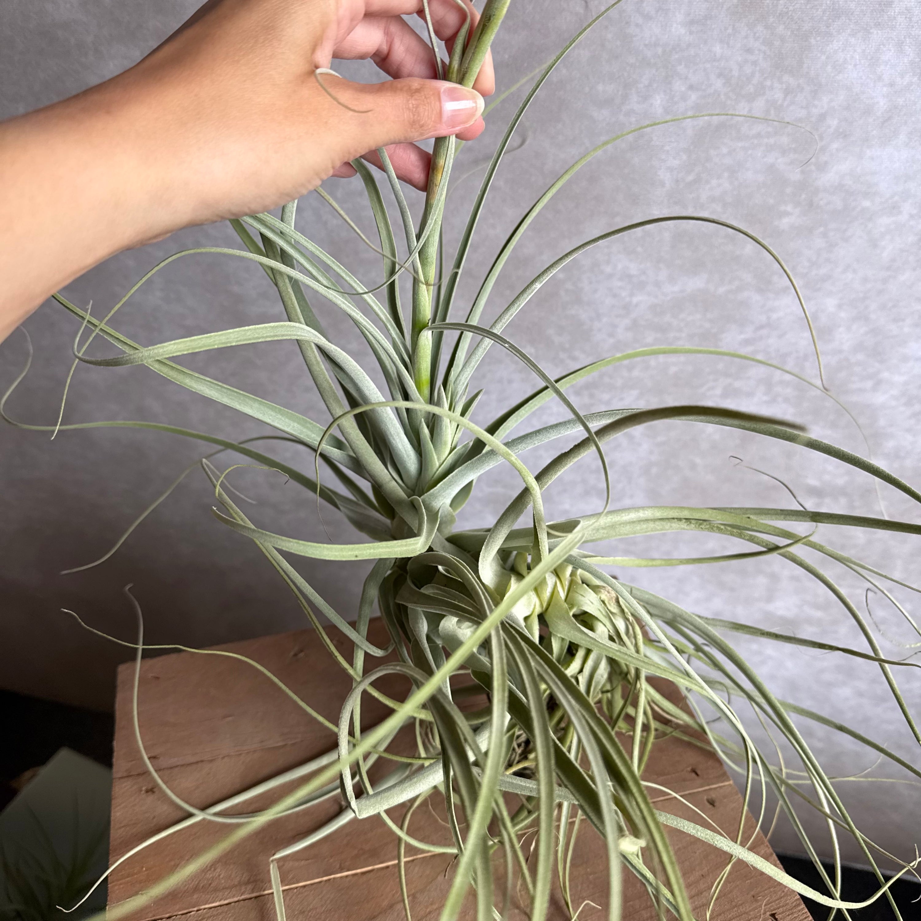 Tillandsia straminea XXL