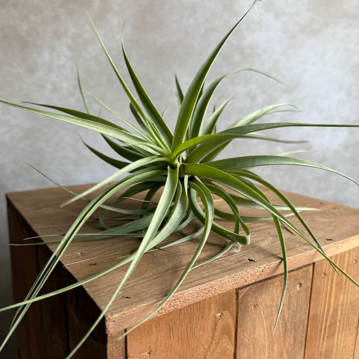 Tillandsia incarnata