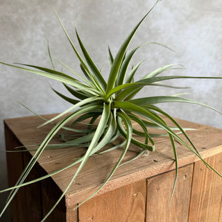Tillandsia incarnata