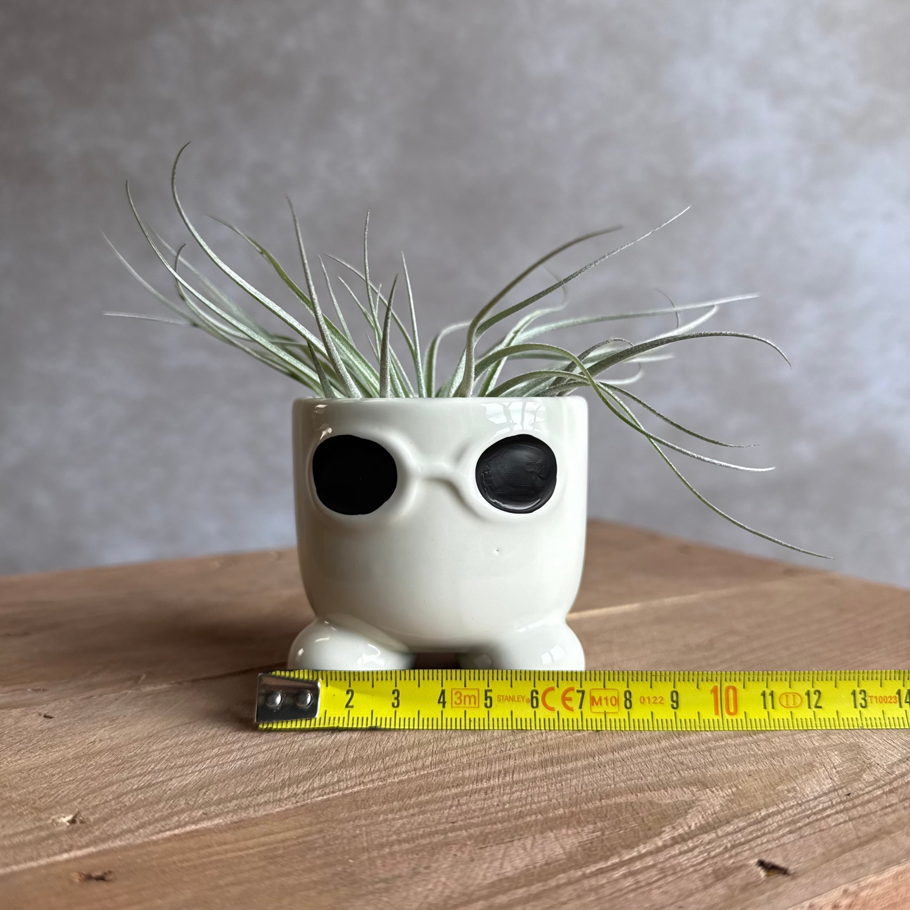 Mister sunglasses + airplant