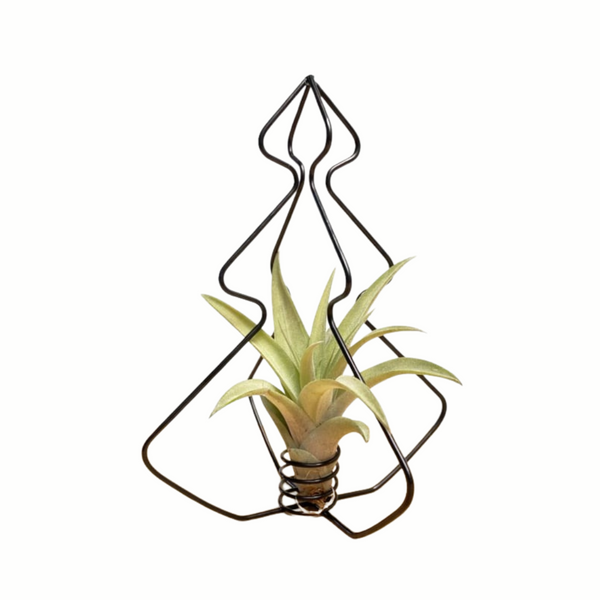 X-Mas Tree Zwart met Airplant