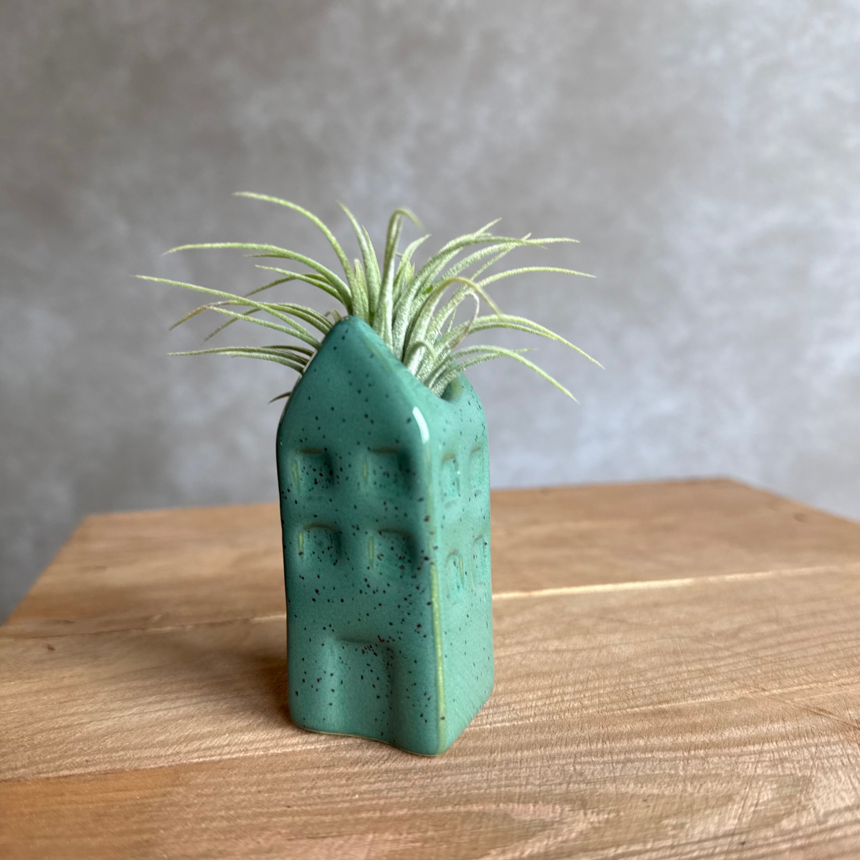 Grachtenpandje + airplant
