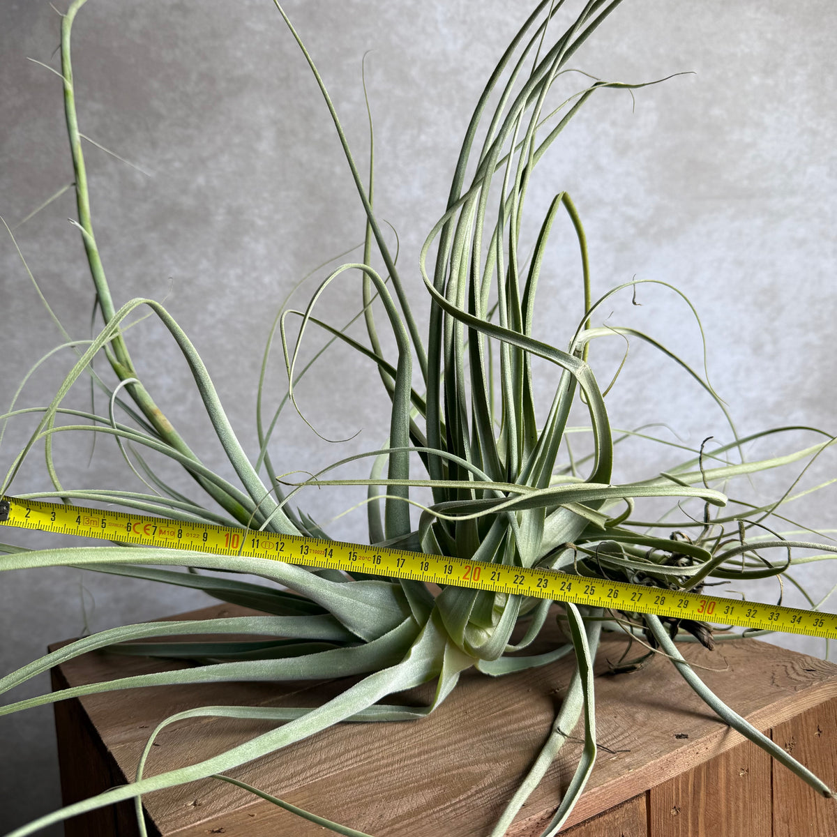 Tillandsia straminea XXL