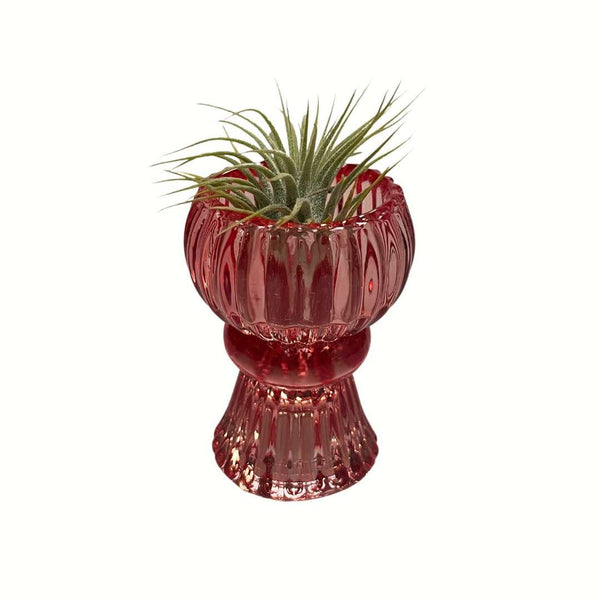 Trendy Vaasje Rood met Airplant
