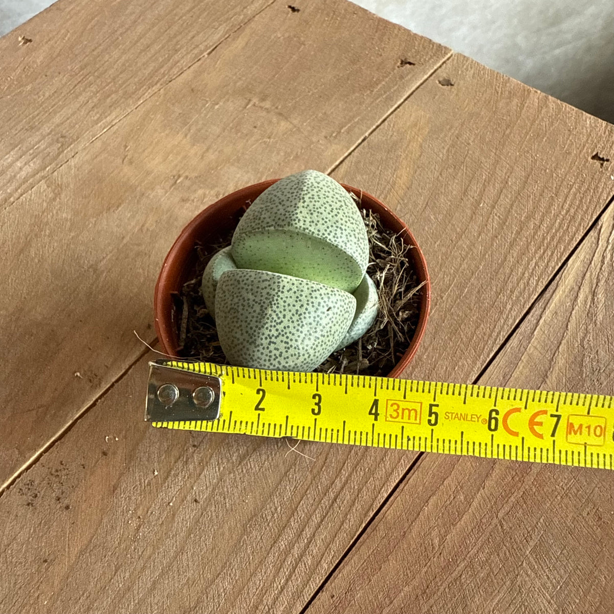 Lithops Pleiospilos nelii