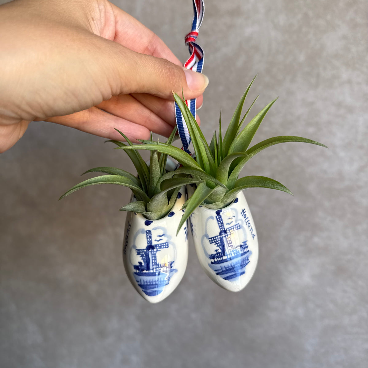 Klompen 8cm met airplant