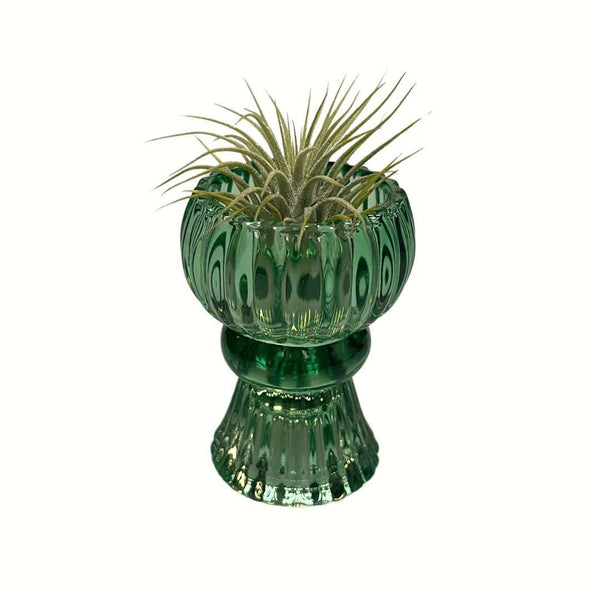 trendy Vaasje met airplant