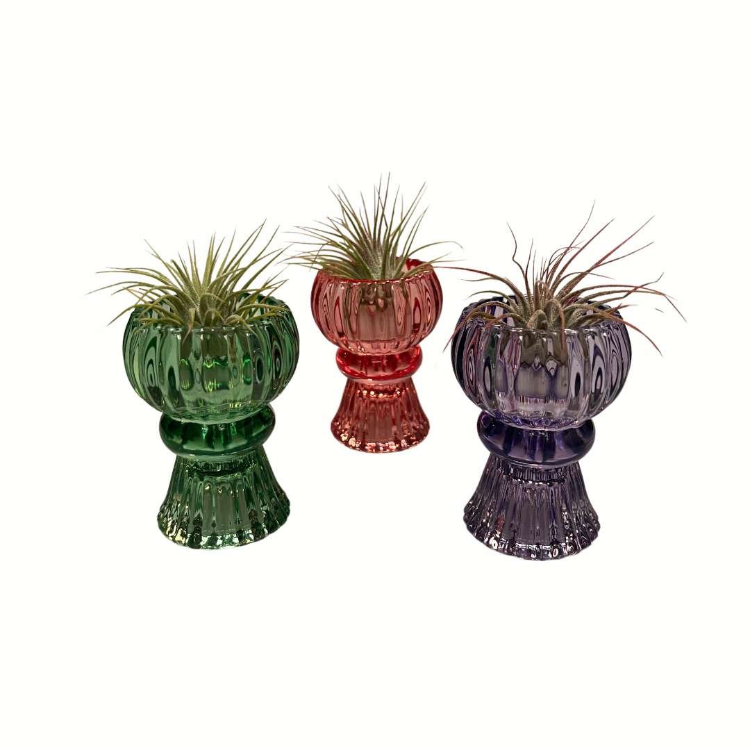Trendy Vaasje Rood met Airplant