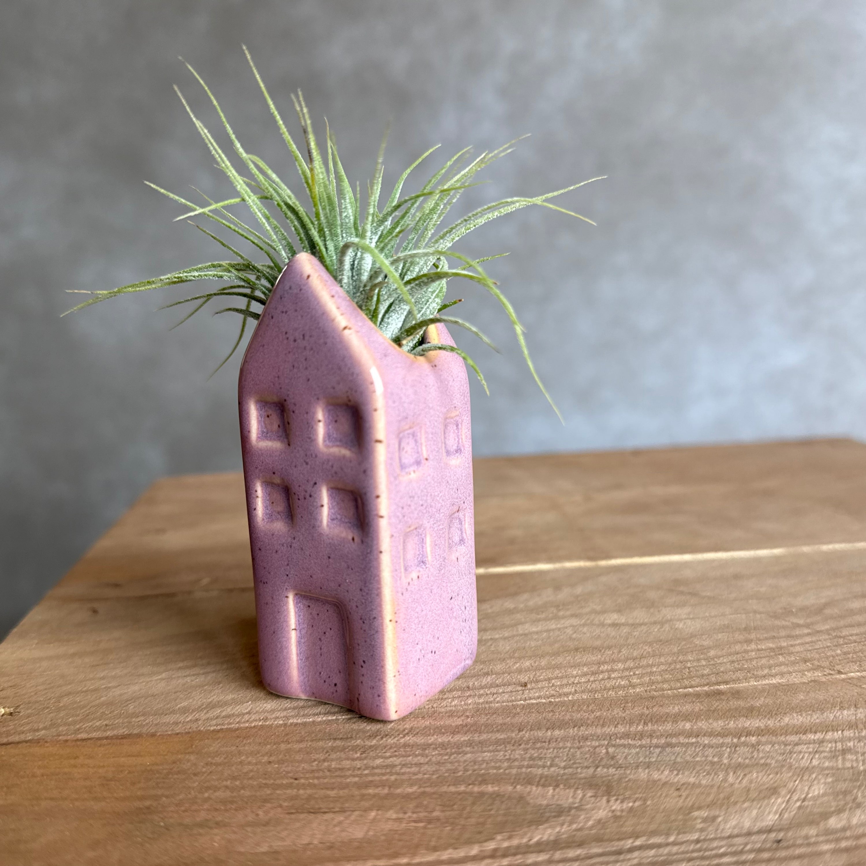 Grachtenpandje + airplant