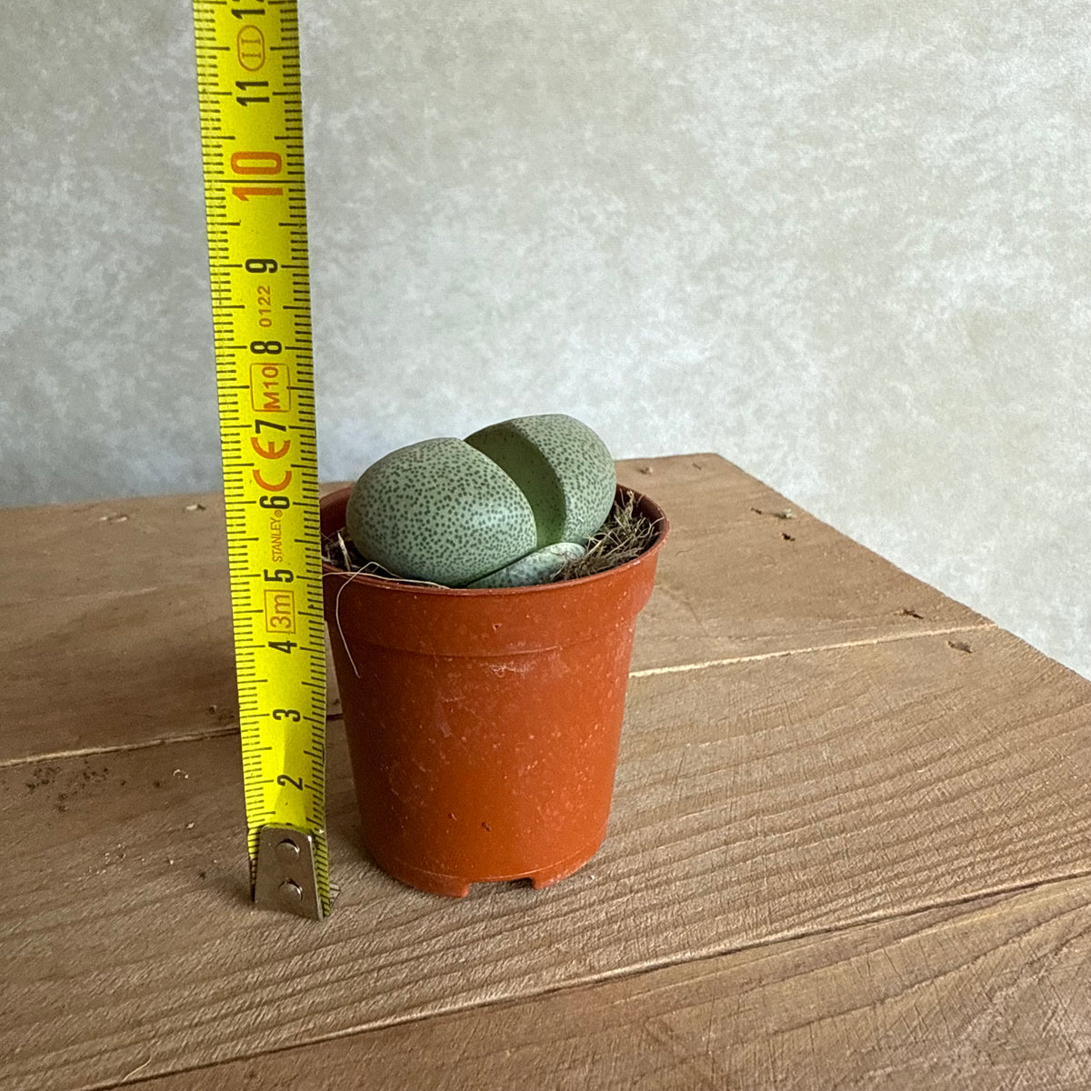 Lithops Pleiospilos nelii