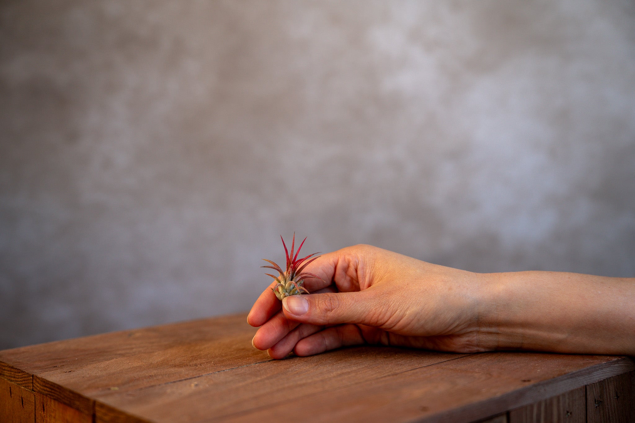 Tillandsia Ionantha Fuego