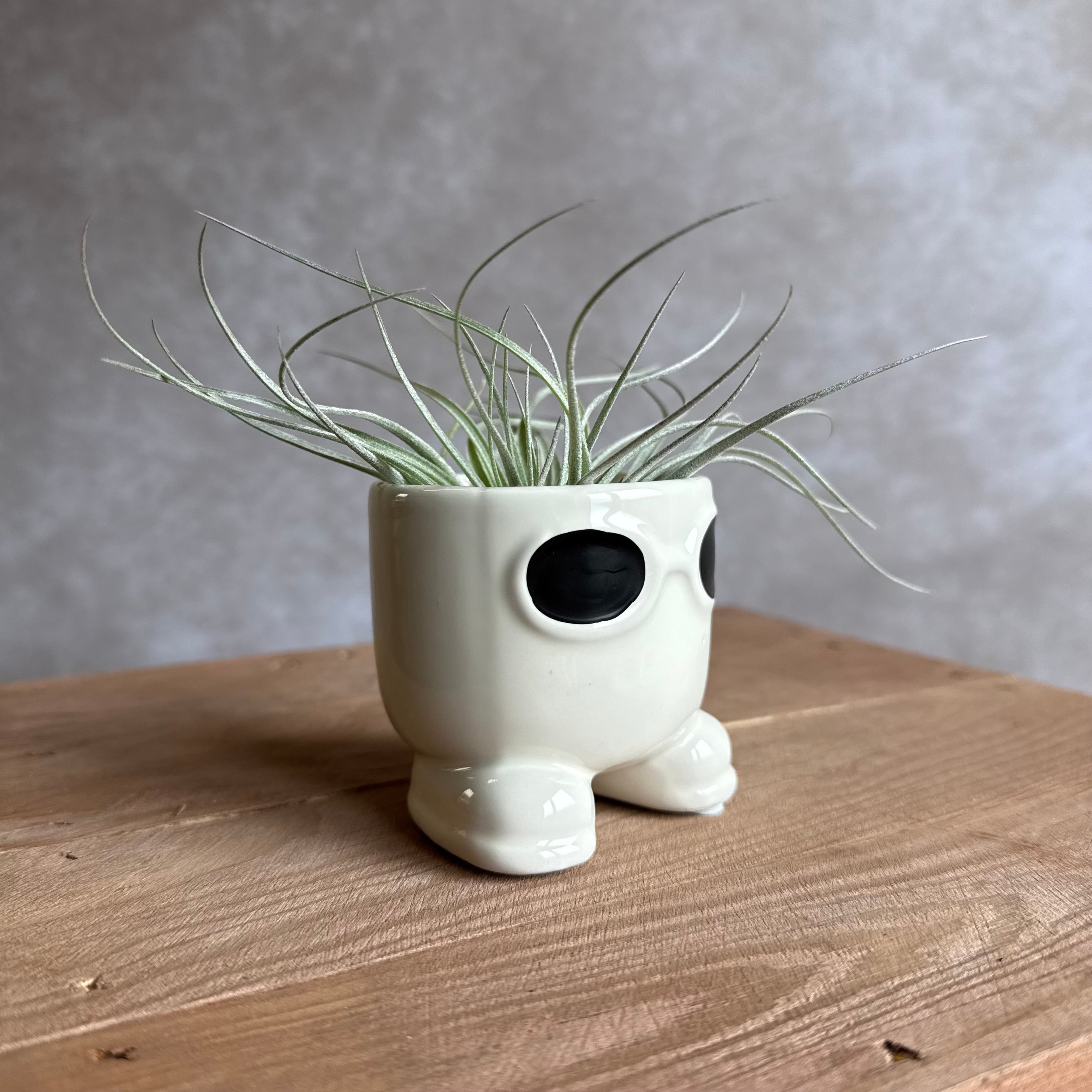 Mister sunglasses + airplant