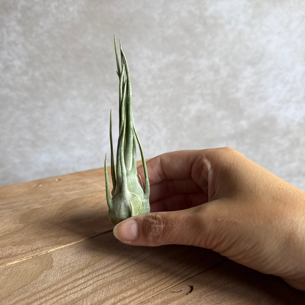 Tillandsia ariza juliae