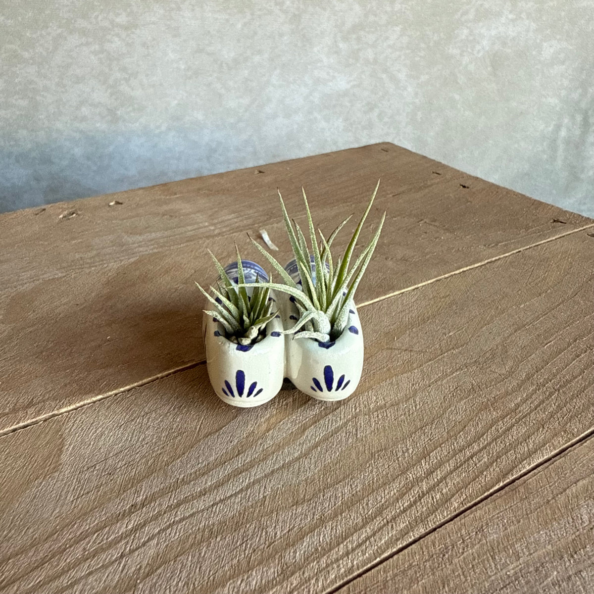 Magneet klompjes 5cm met airplant
