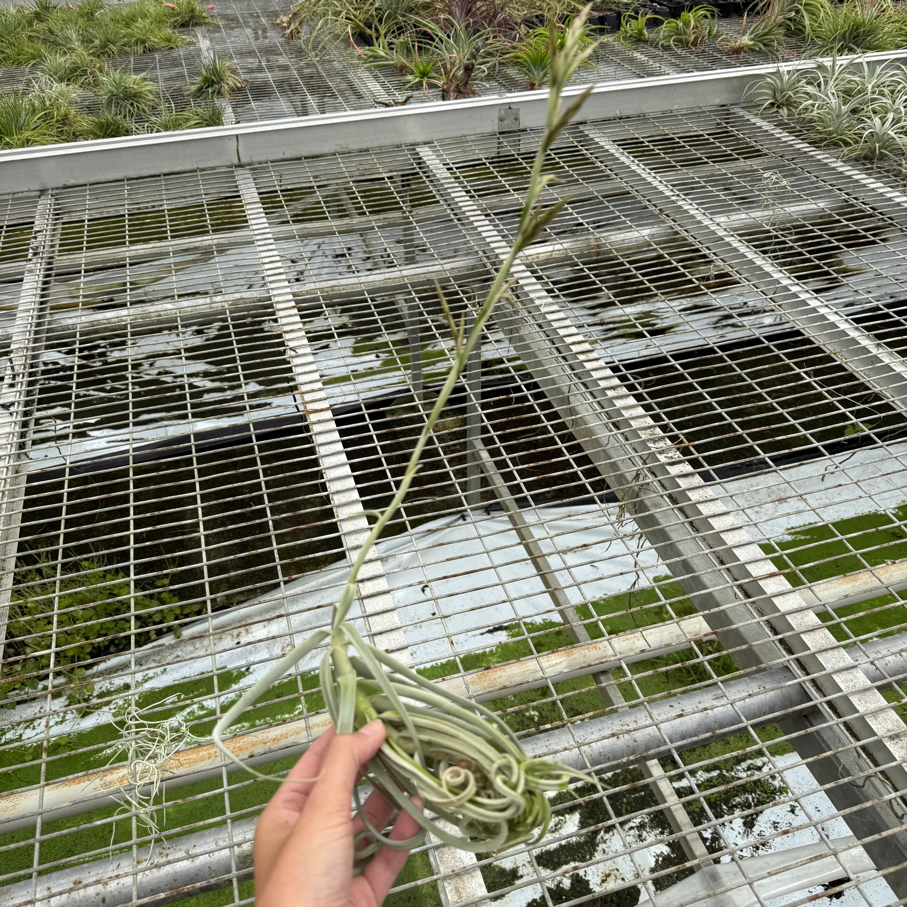 Tillandsia duratii