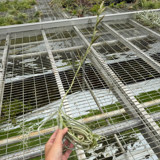 Tillandsia duratii