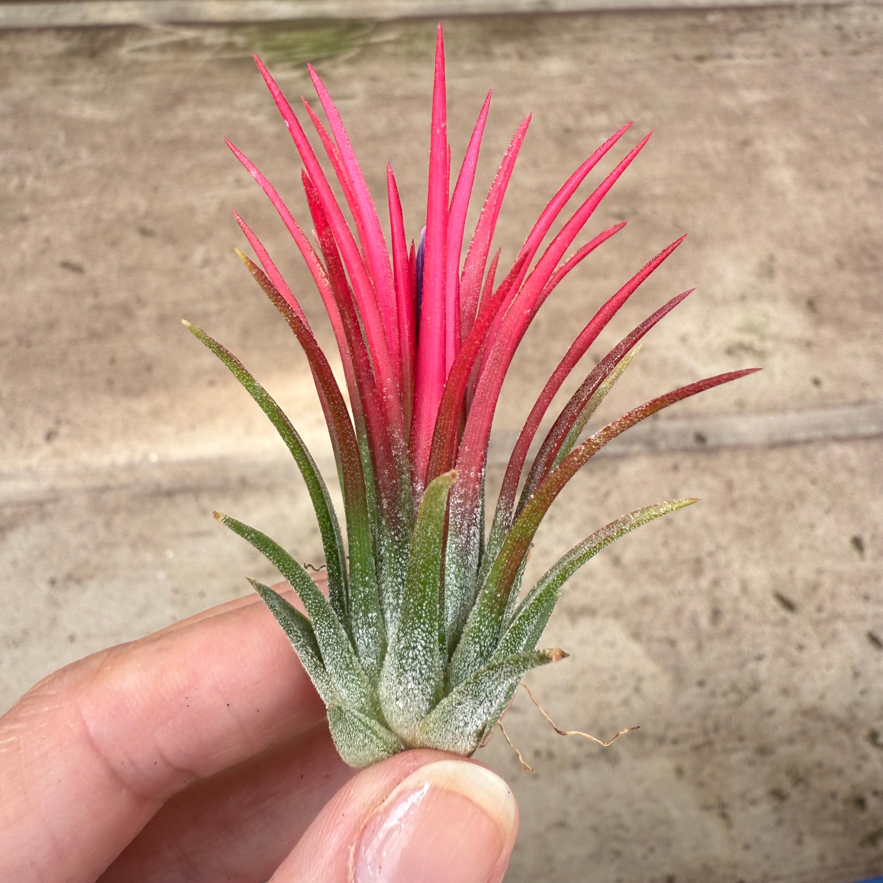 5x Tillandsia ionantha fuego XL