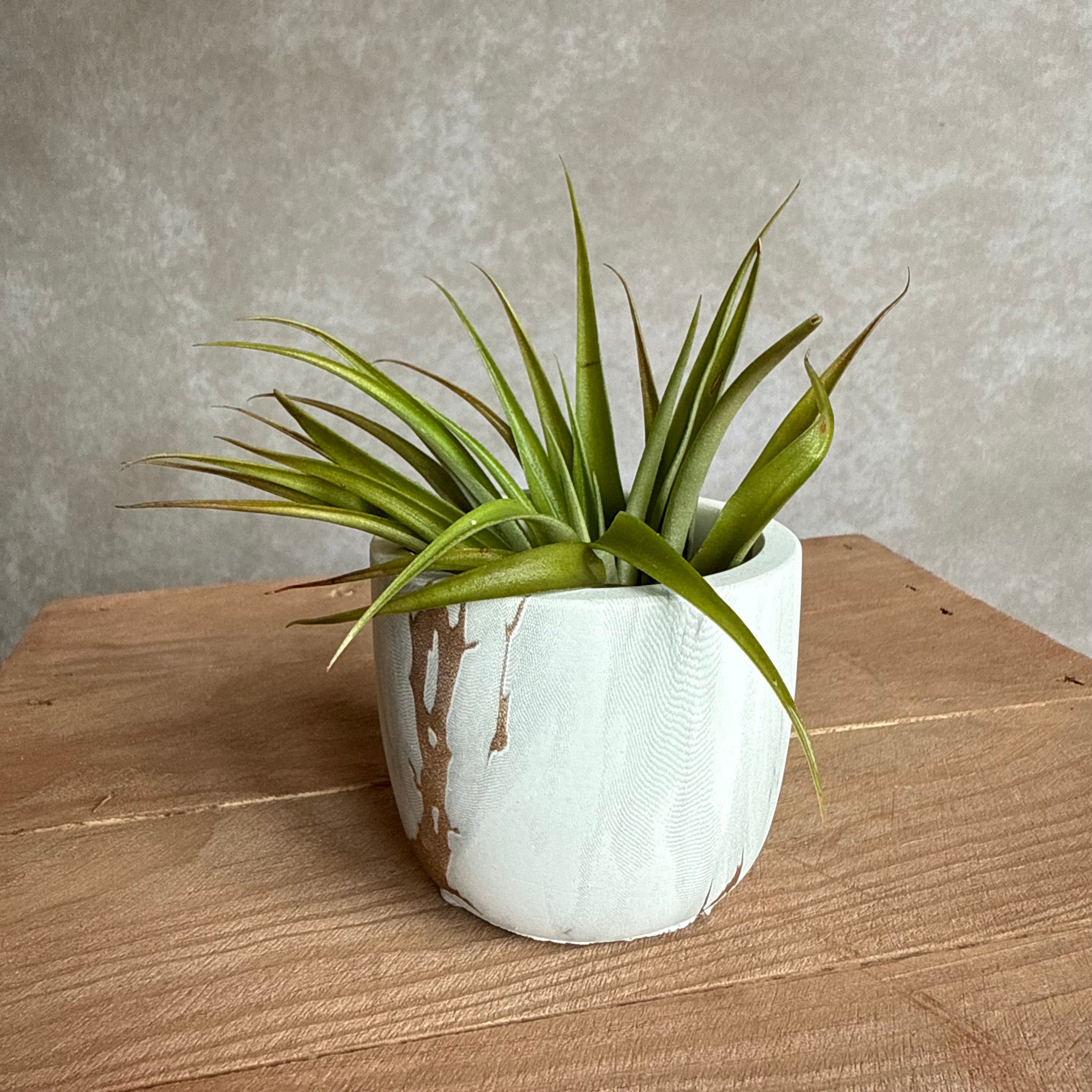 Marmer potje + airplant