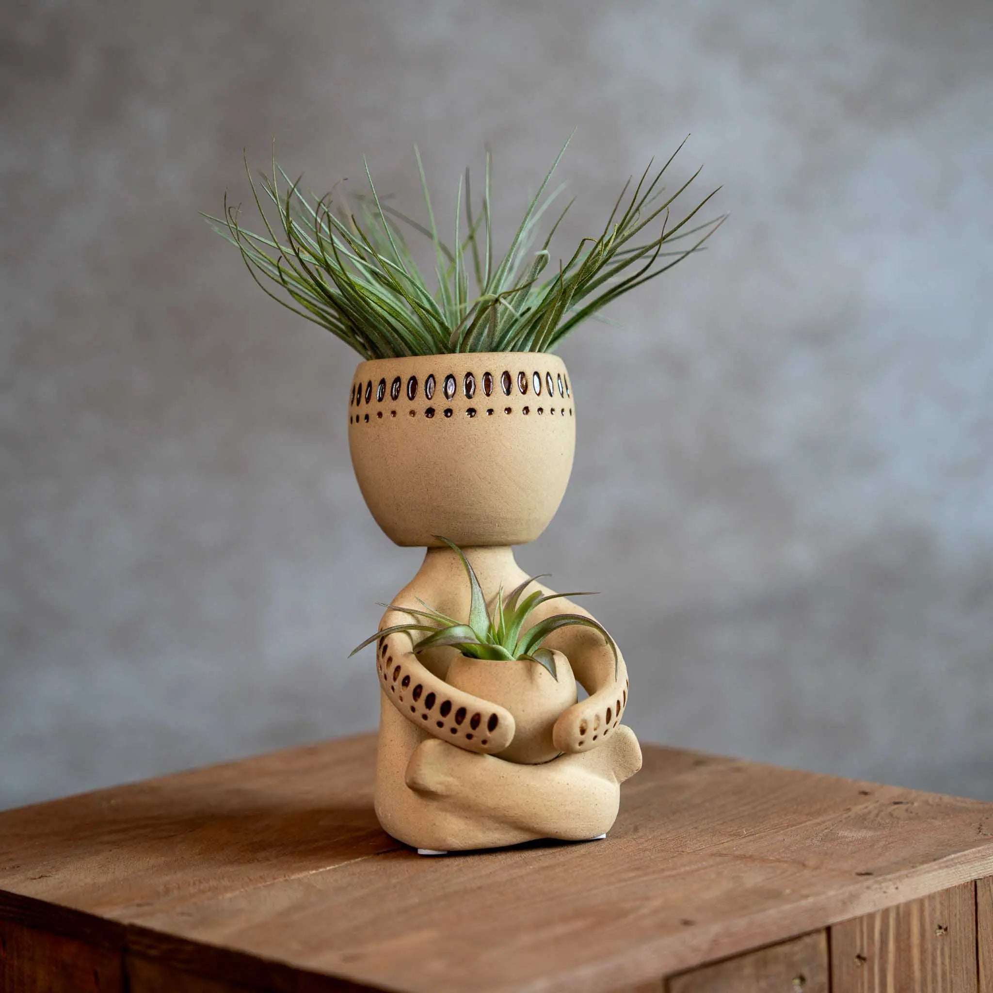 Airplant Man Met Tillandsia