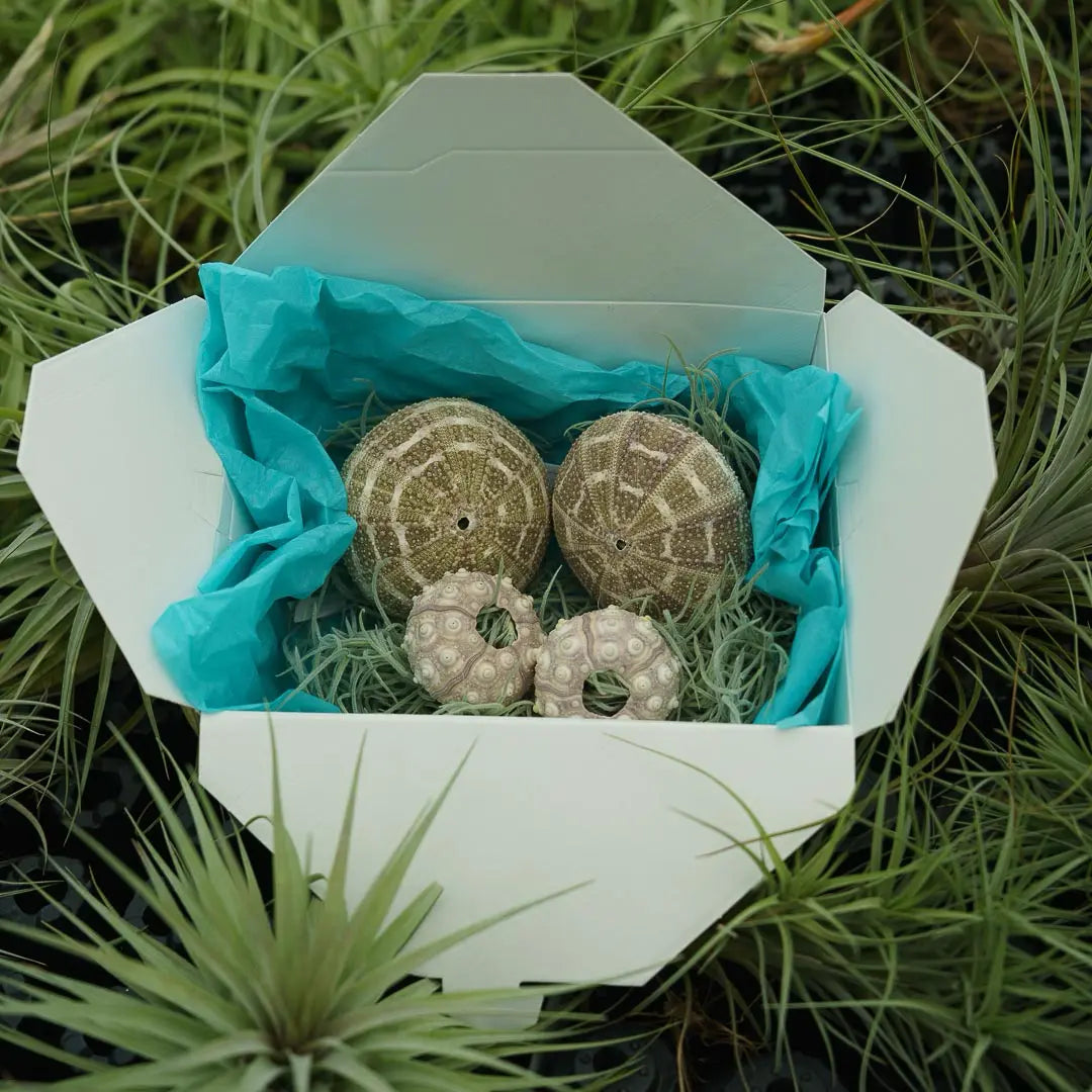 Birthday Box (Jellyfish)