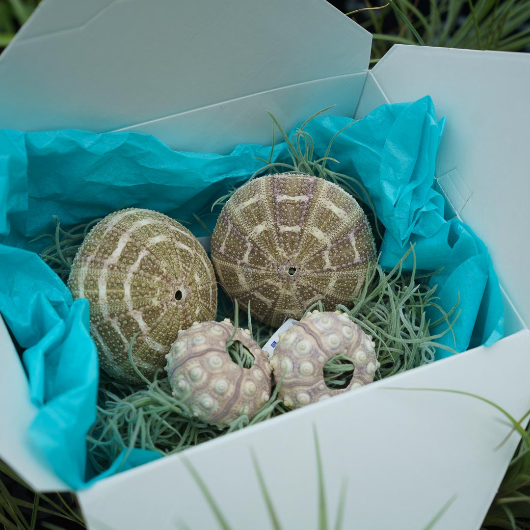 Birthday Box (Jellyfish)